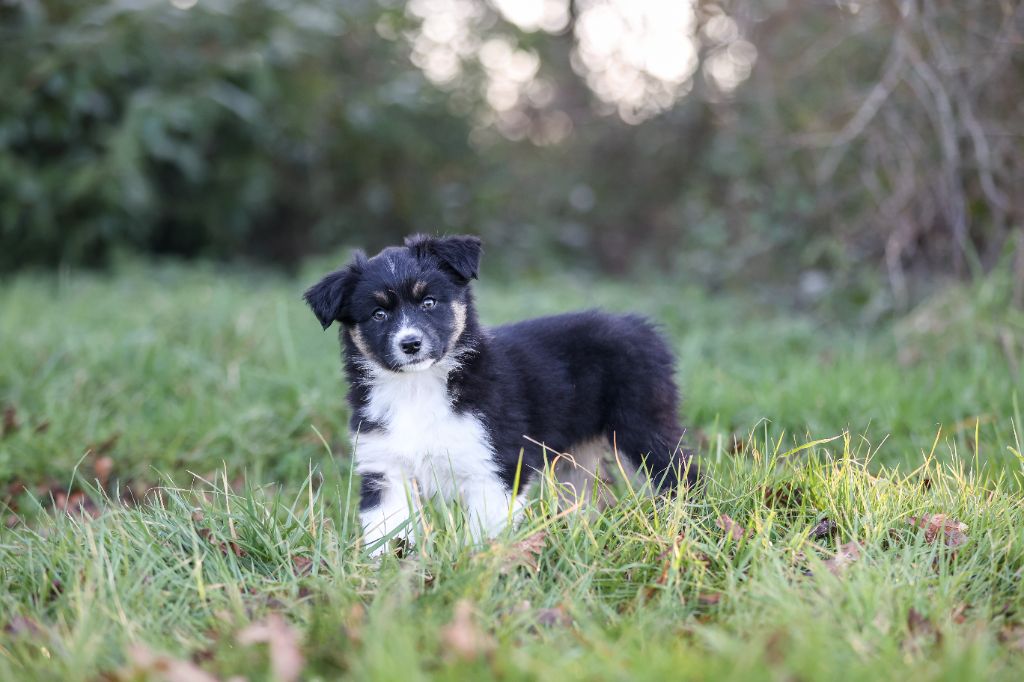 Des Terres De Manaly - Chiot disponible  - Berger Australien