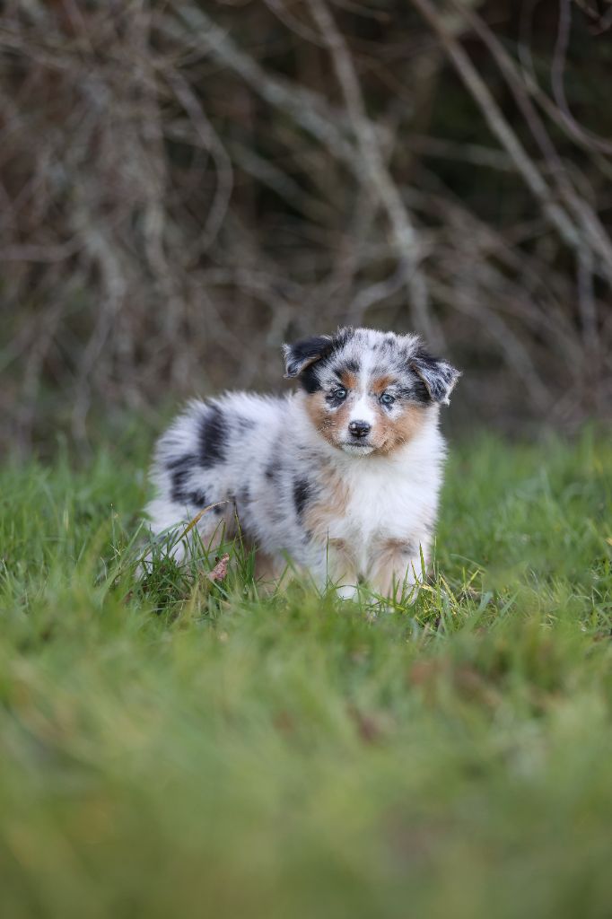 Des Terres De Manaly - Chiot disponible  - Berger Australien