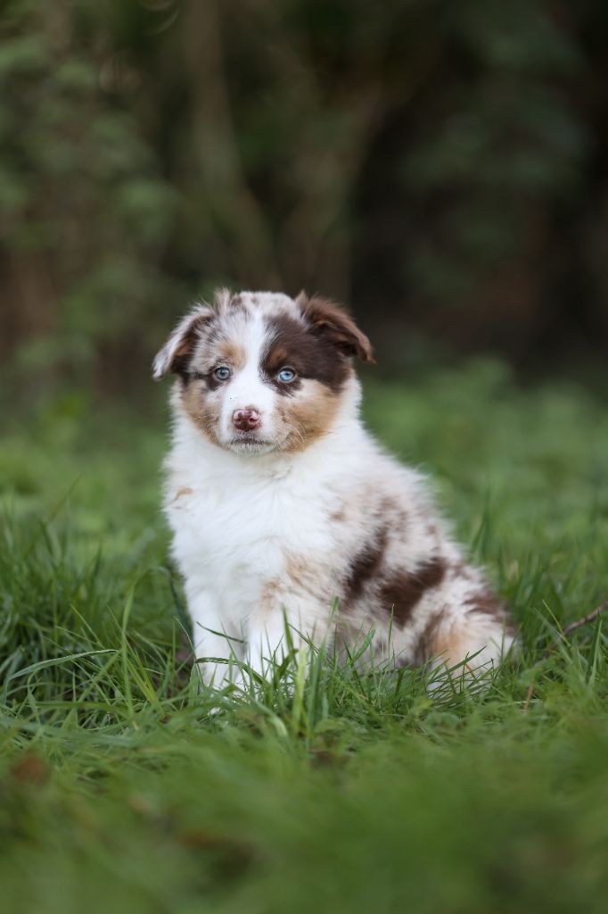 Des Terres De Manaly - Chiot disponible  - Berger Australien