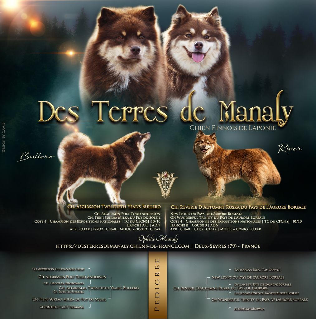 chiot Chien finnois de Laponie Des Terres De Manaly