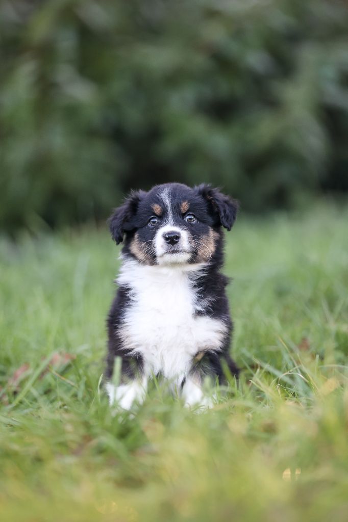 Des Terres De Manaly - Chiot disponible  - Berger Australien