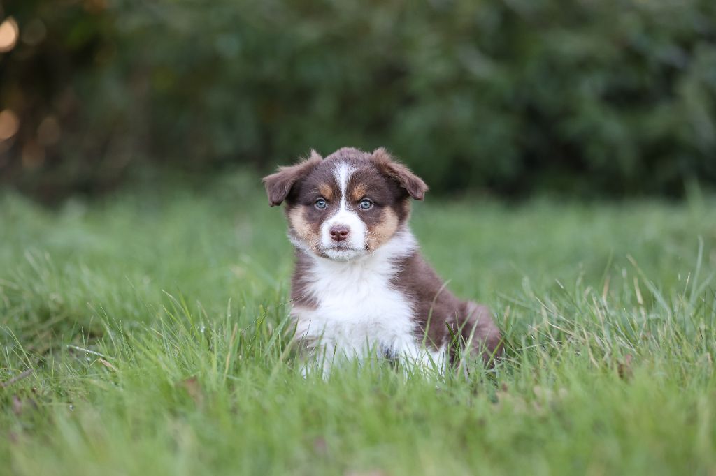 Des Terres De Manaly - Chiot disponible  - Berger Australien