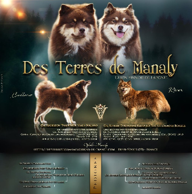 Des Terres De Manaly - Chien finnois de Laponie - Portée née le 21/04/2024