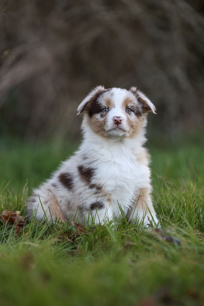 Des Terres De Manaly - Chiot disponible  - Berger Australien