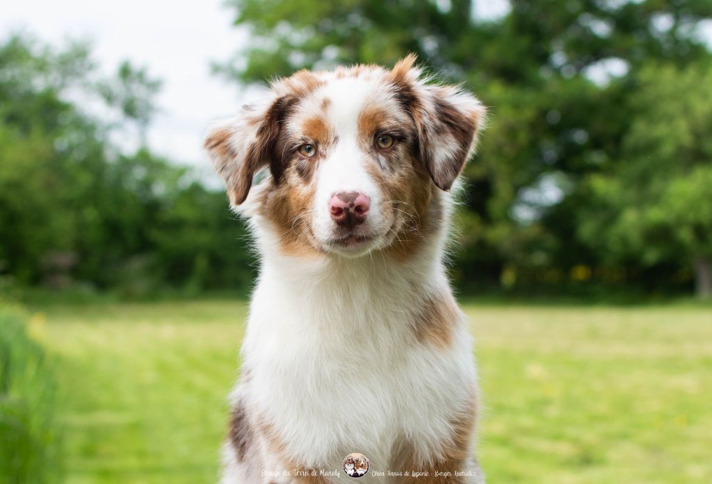 Des Terres De Manaly - Chiots disponibles - Berger Australien