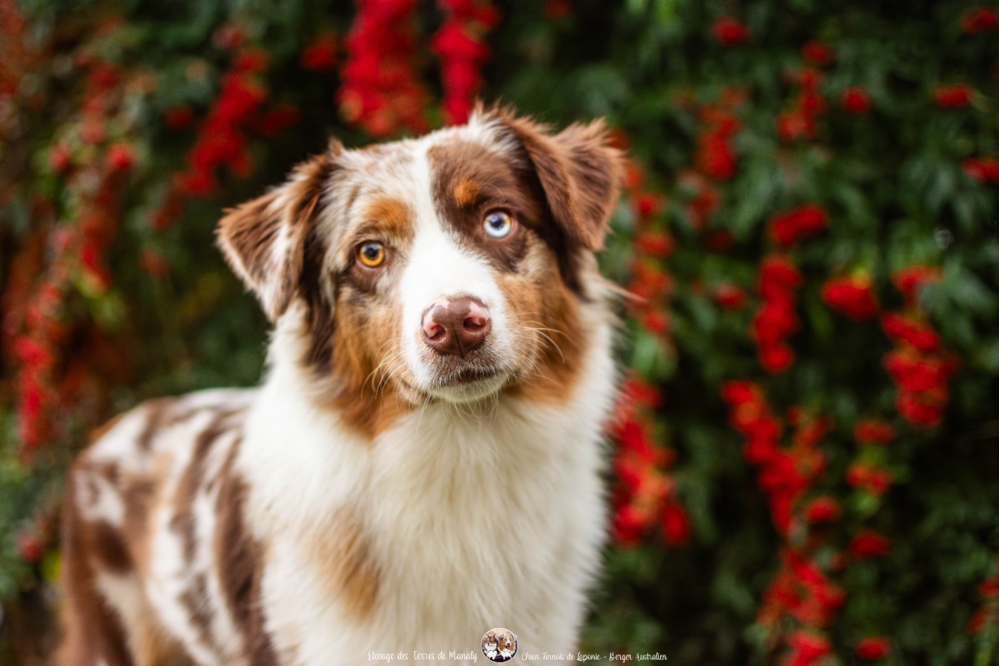 Des Terres De Manaly - Chiots disponibles - Berger Australien