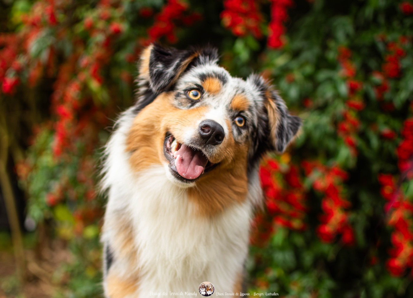 Des Terres De Manaly - Chiots disponibles - Berger Australien