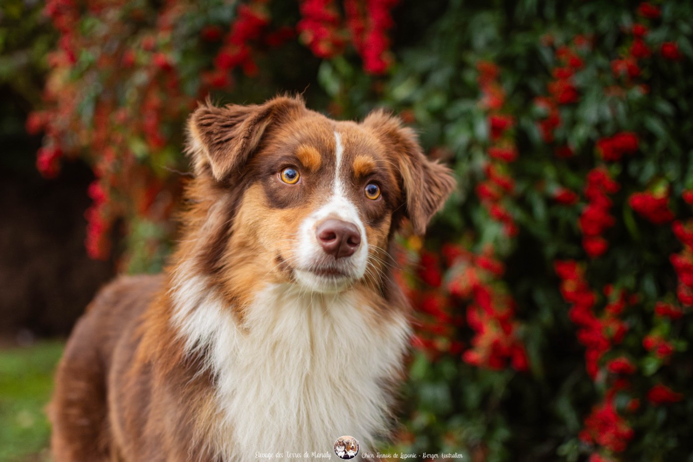 Des Terres De Manaly - Chiots disponibles - Berger Australien