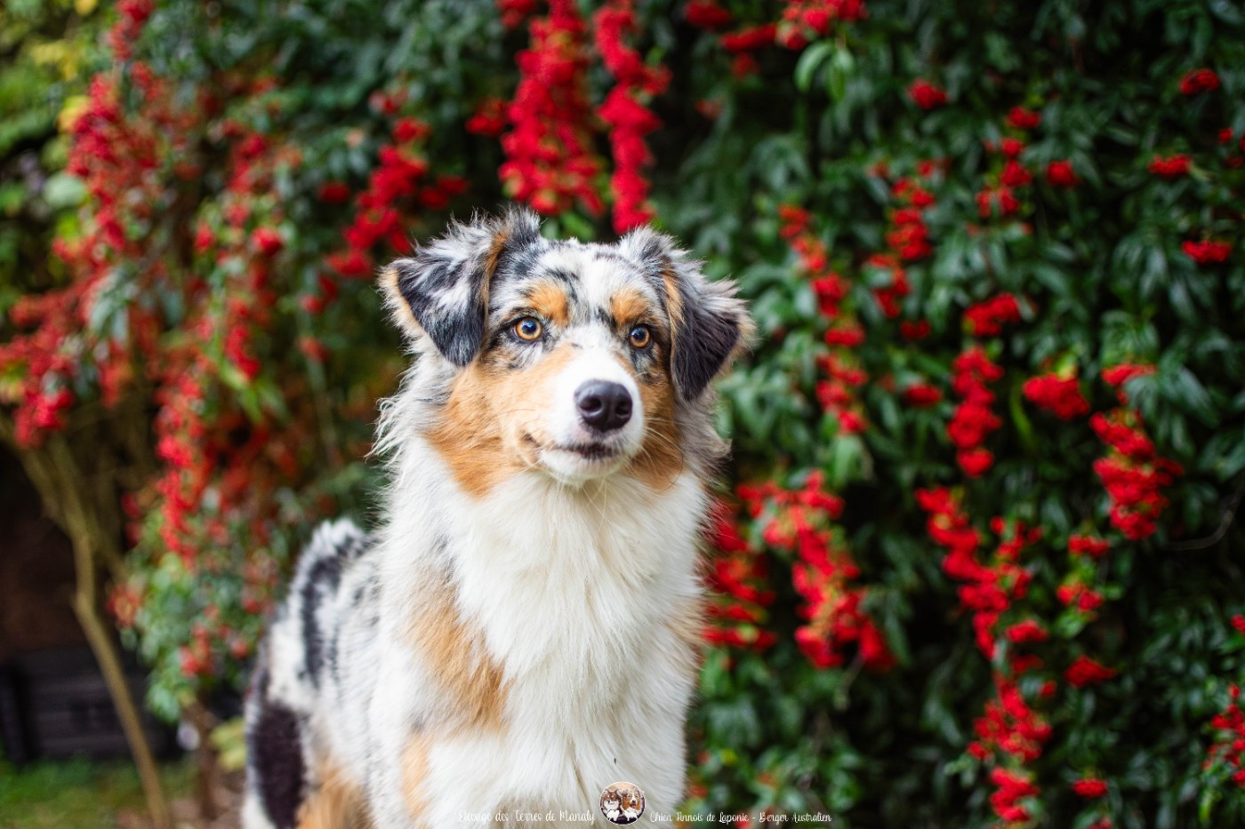Des Terres De Manaly - Chiots disponibles - Berger Australien