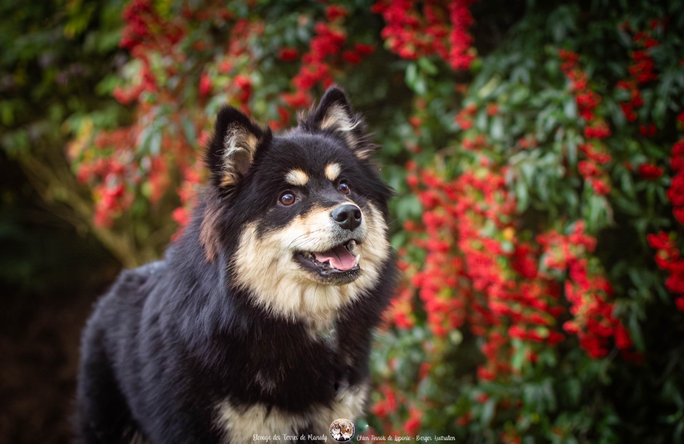 Des Terres De Manaly - Chiots disponibles - Chien finnois de Laponie