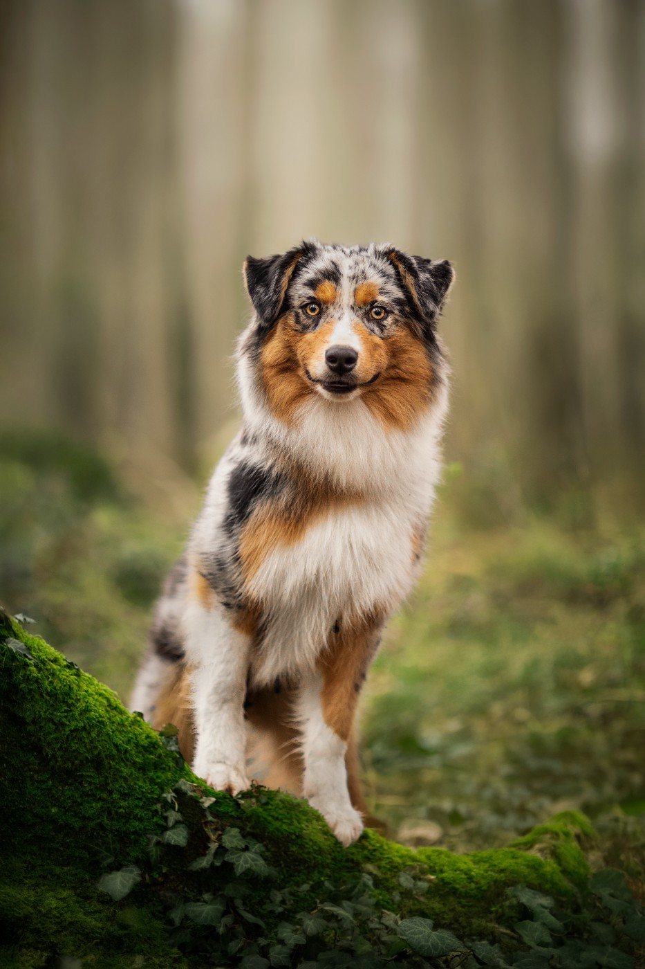 Des Terres De Manaly - Chiots disponibles - Berger Australien