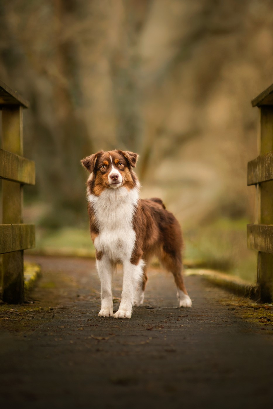 Des Terres De Manaly - Chiots disponibles - Berger Australien