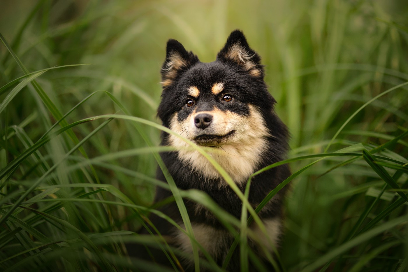 Des Terres De Manaly - Chiots disponibles - Chien finnois de Laponie