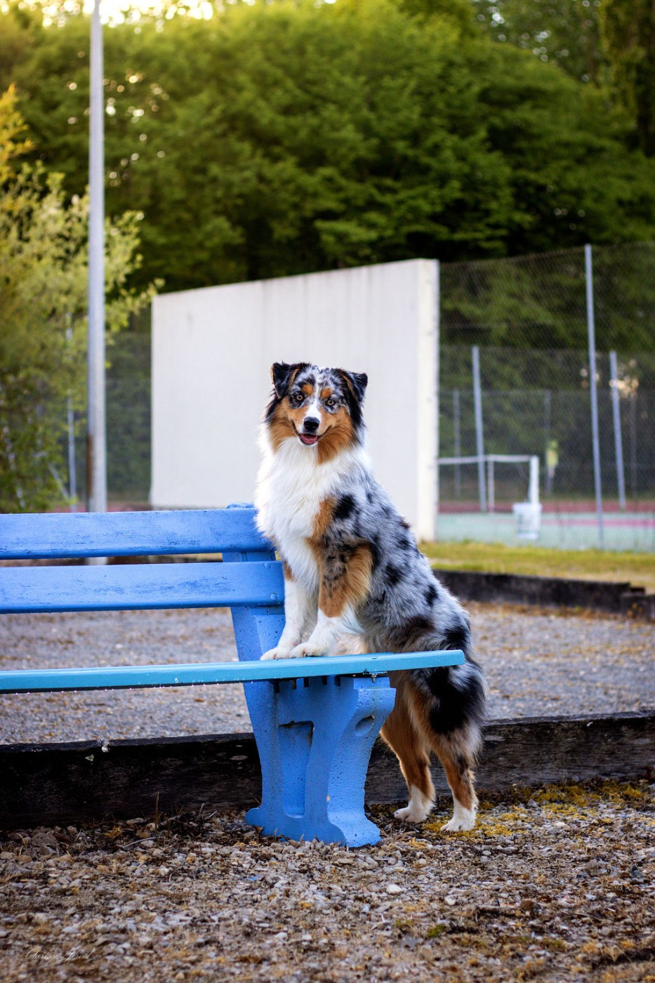 Des Terres De Manaly - Chiots disponibles - Berger Australien