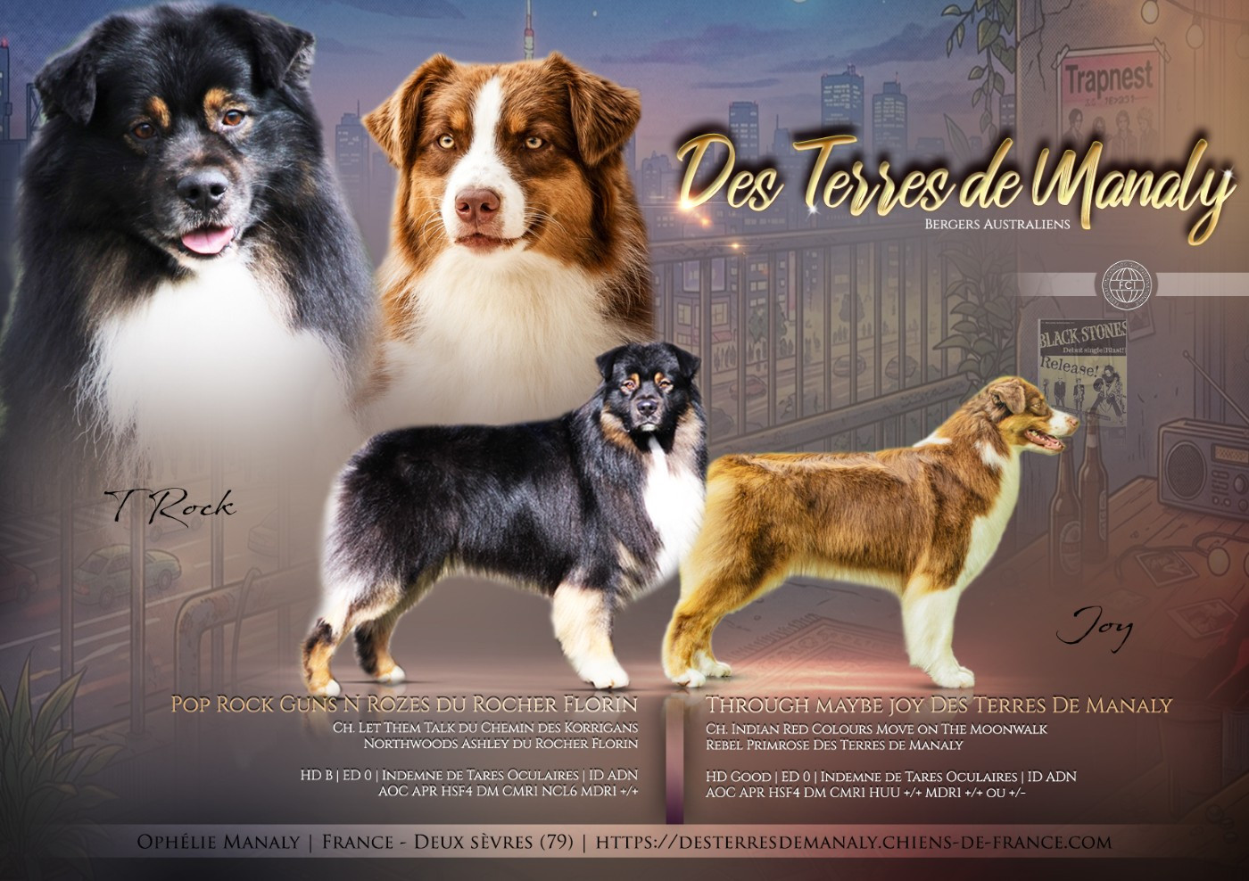 Chiot Berger Australien Des Terres De Manaly