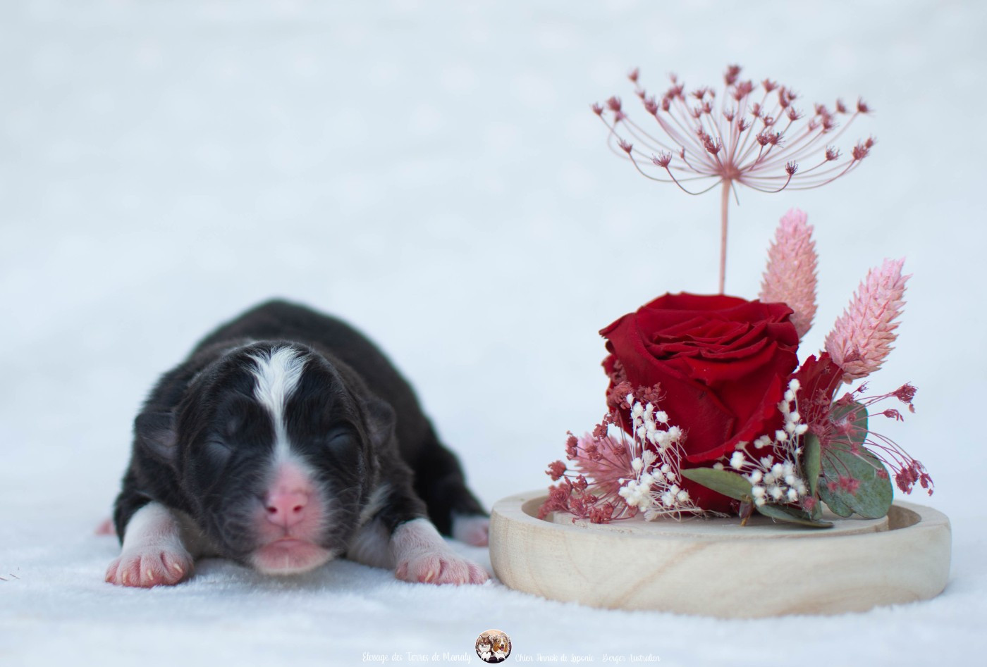 Des Terres De Manaly - Chiots disponibles - Berger Australien