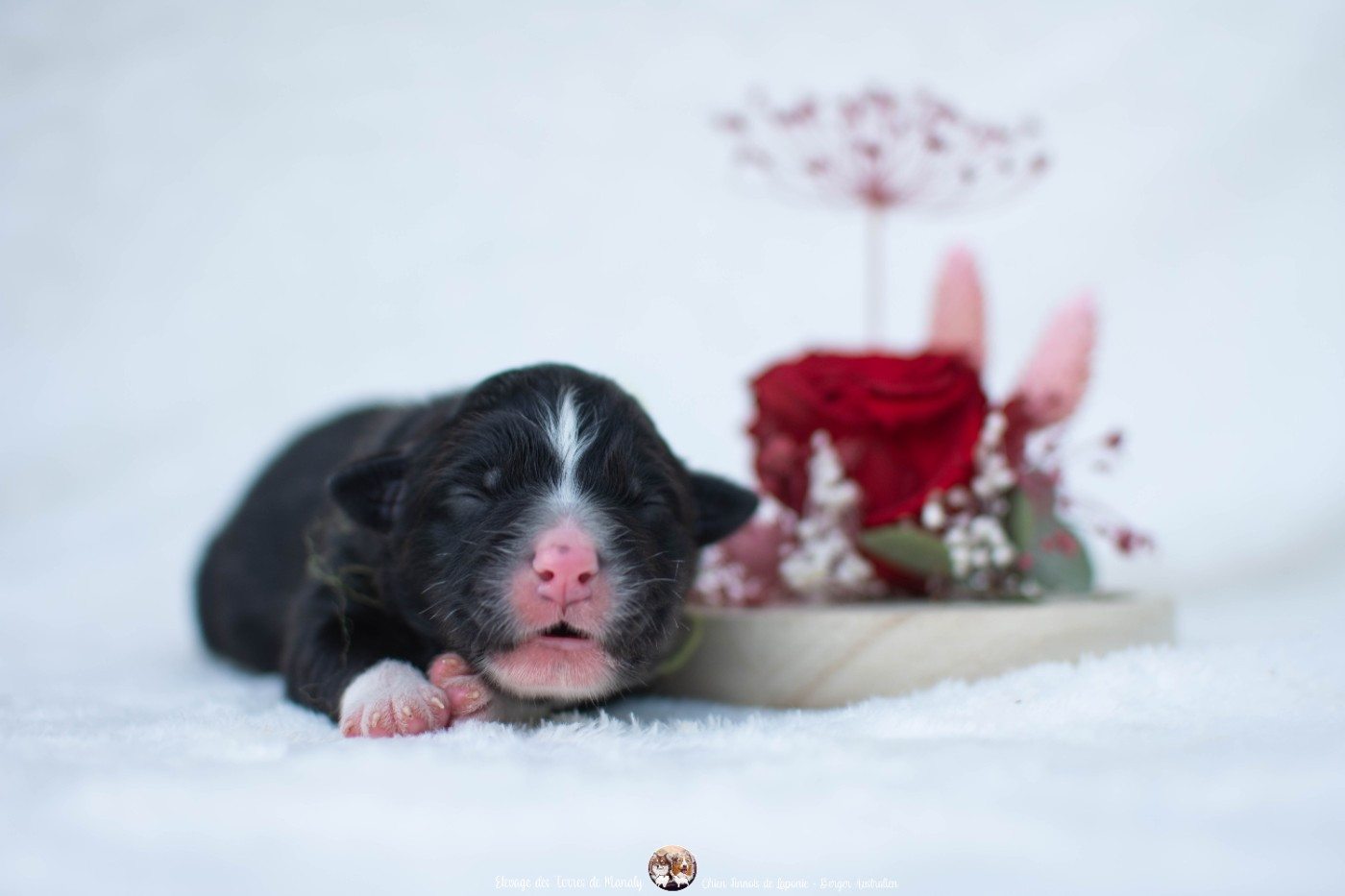 Des Terres De Manaly - Chiots disponibles - Berger Australien