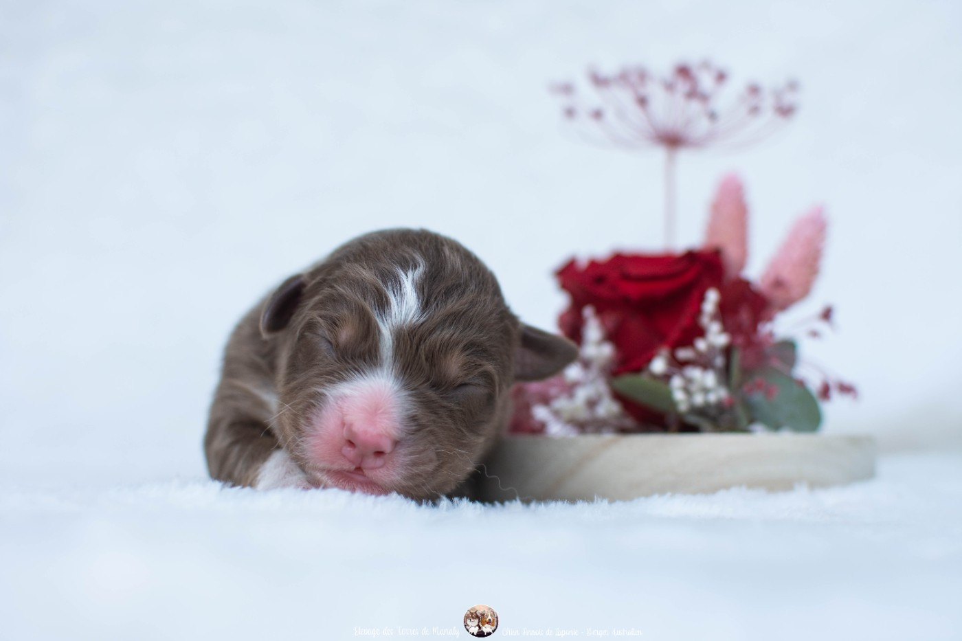 Des Terres De Manaly - Chiots disponibles - Berger Australien
