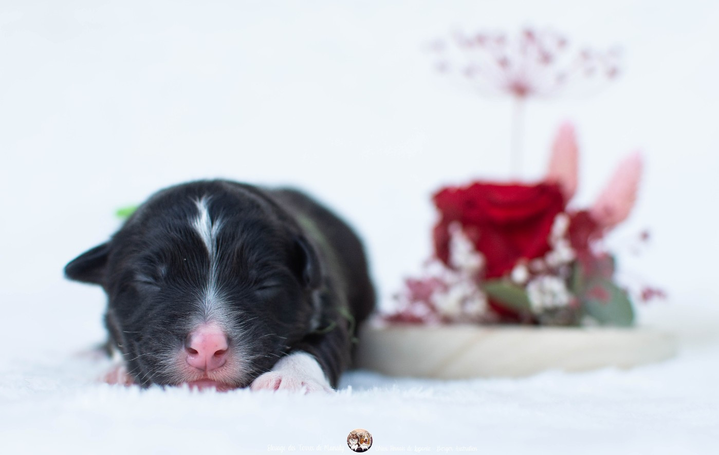 Des Terres De Manaly - Chiots disponibles - Berger Australien