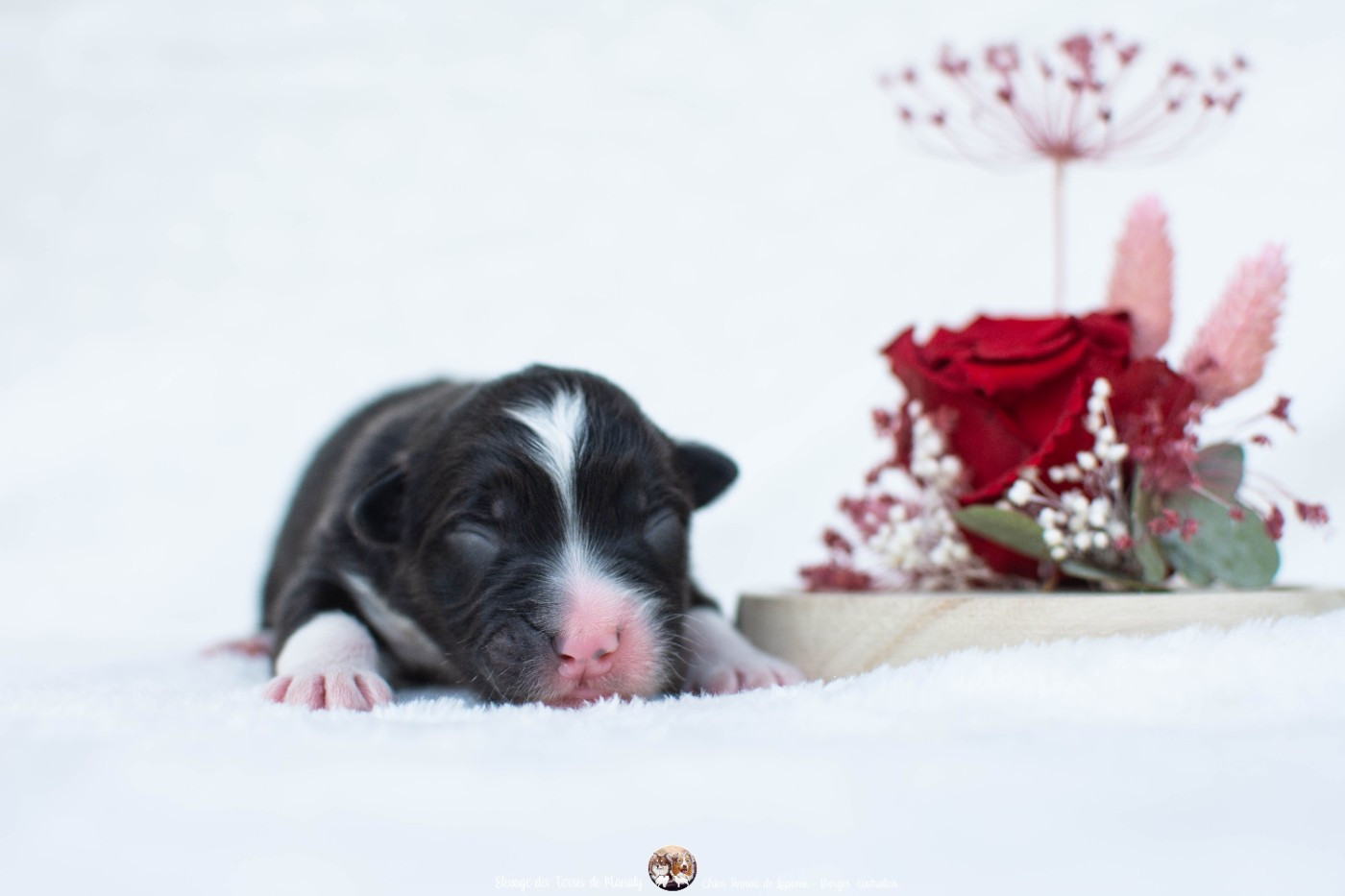 Des Terres De Manaly - Chiots disponibles - Berger Australien