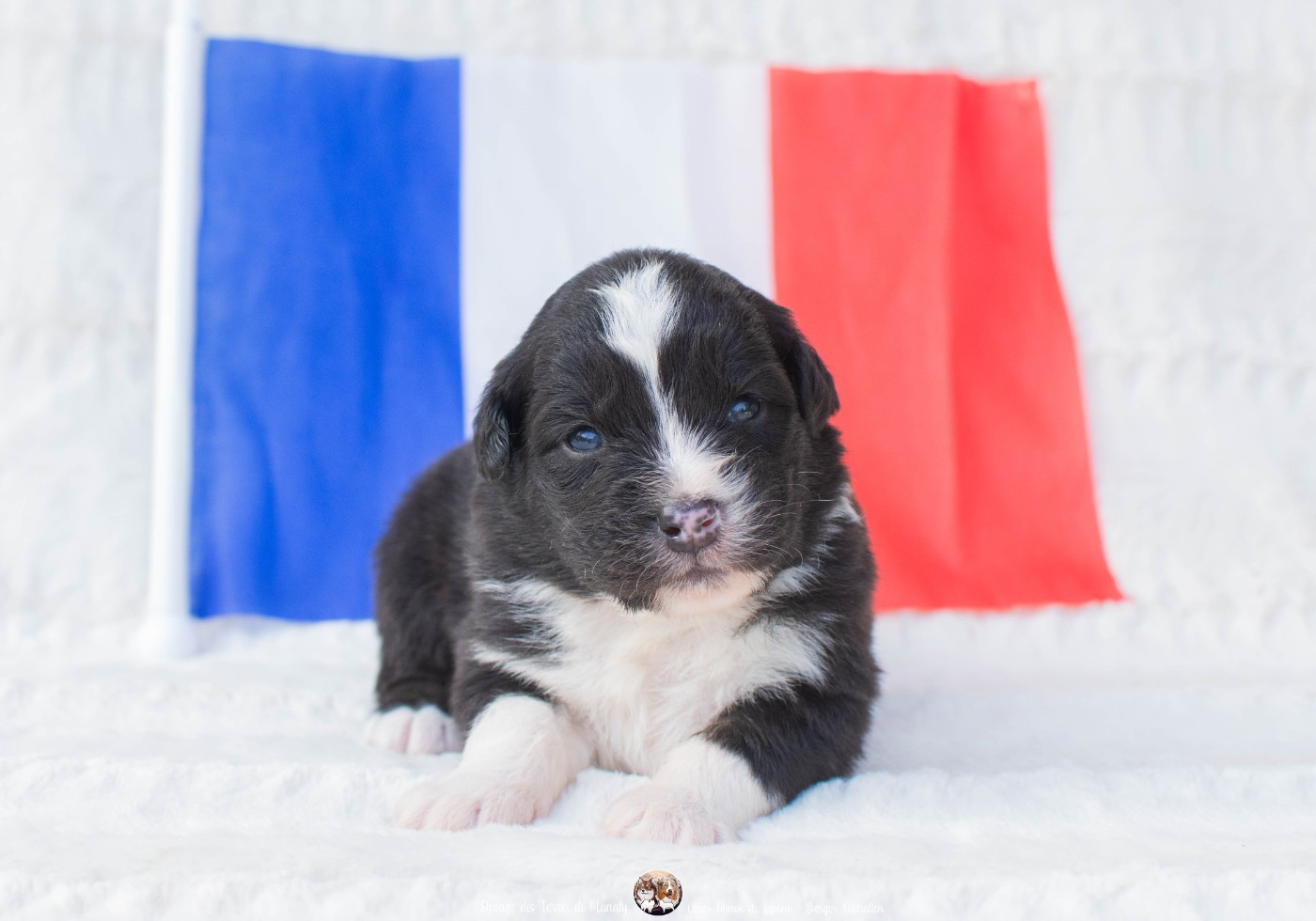 Des Terres De Manaly - Chiots disponibles - Berger Australien