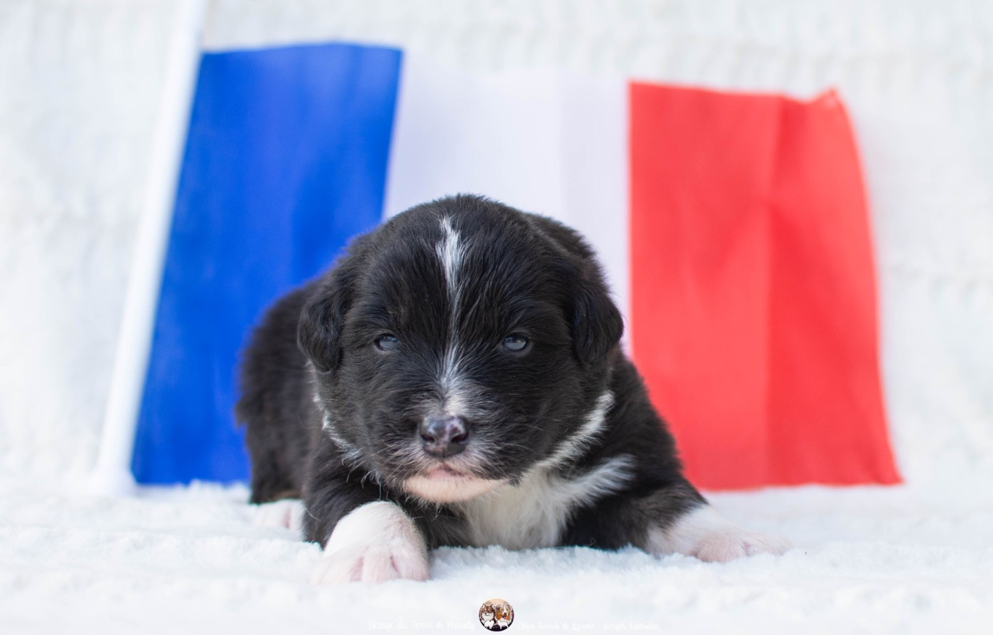 Des Terres De Manaly - Chiots disponibles - Berger Australien