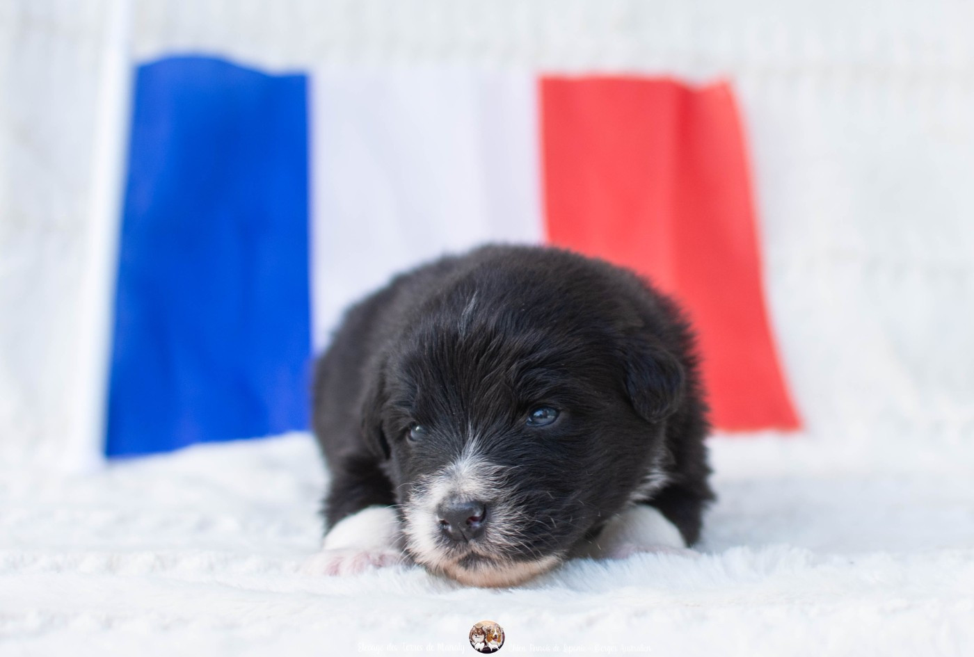 Des Terres De Manaly - Chiots disponibles - Berger Australien
