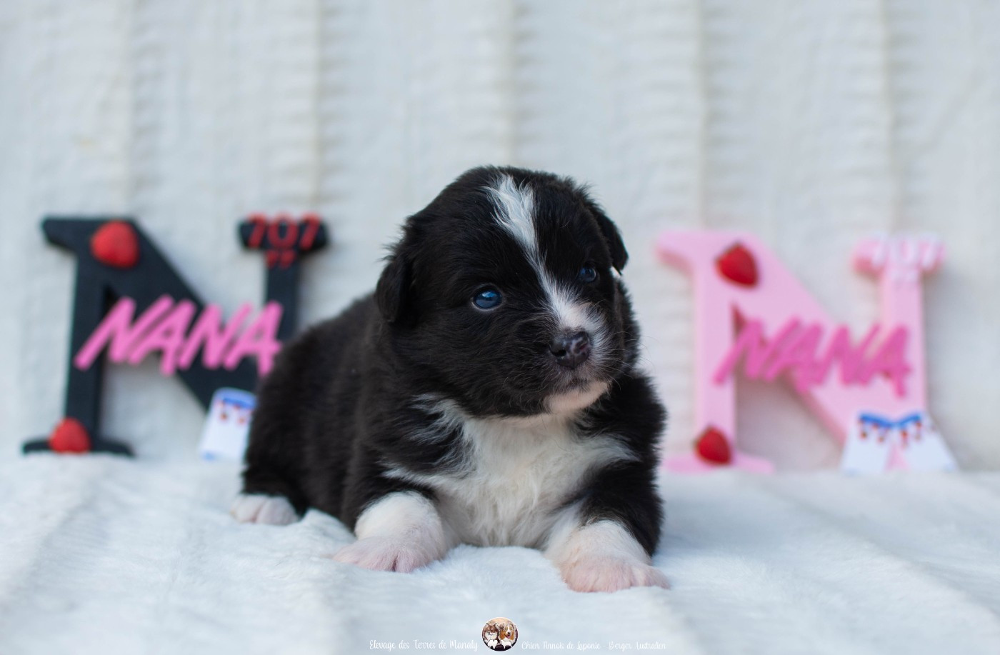 Des Terres De Manaly - Chiots disponibles - Berger Australien