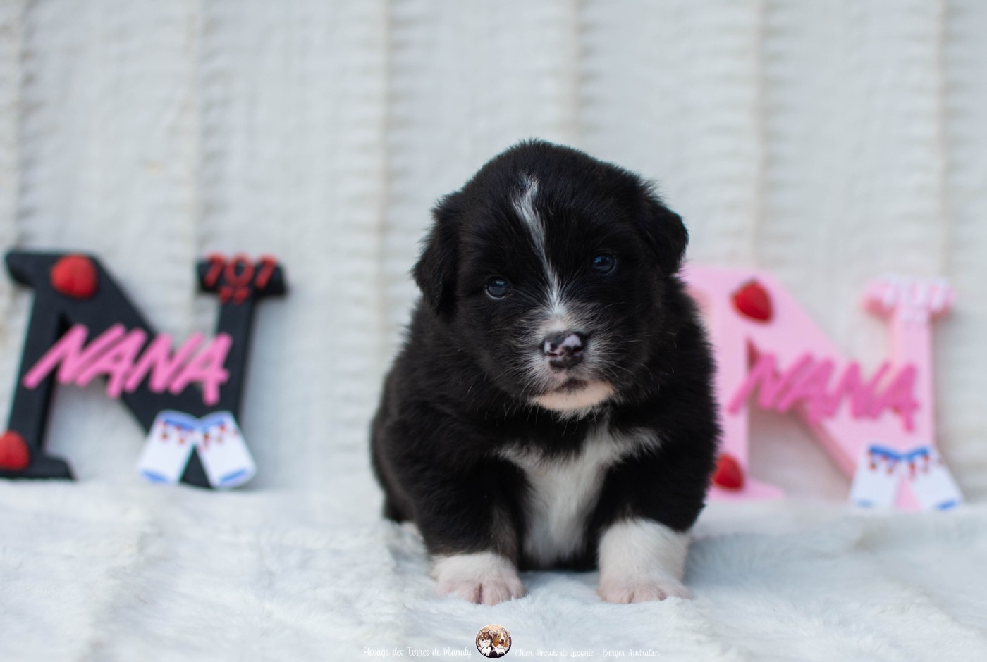 Des Terres De Manaly - Chiots disponibles - Berger Australien