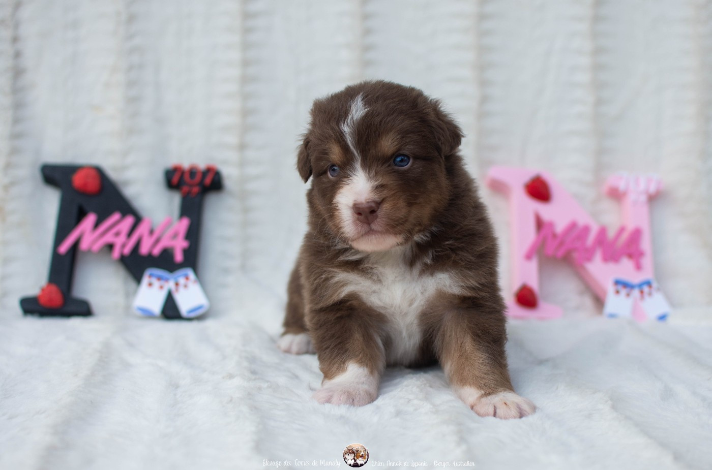Des Terres De Manaly - Chiots disponibles - Berger Australien