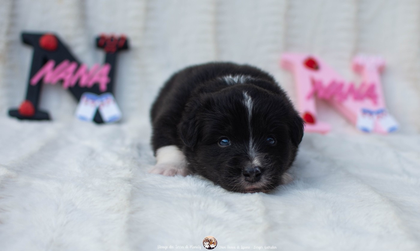 Des Terres De Manaly - Chiots disponibles - Berger Australien