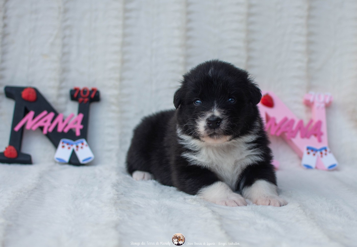 Des Terres De Manaly - Chiots disponibles - Berger Australien