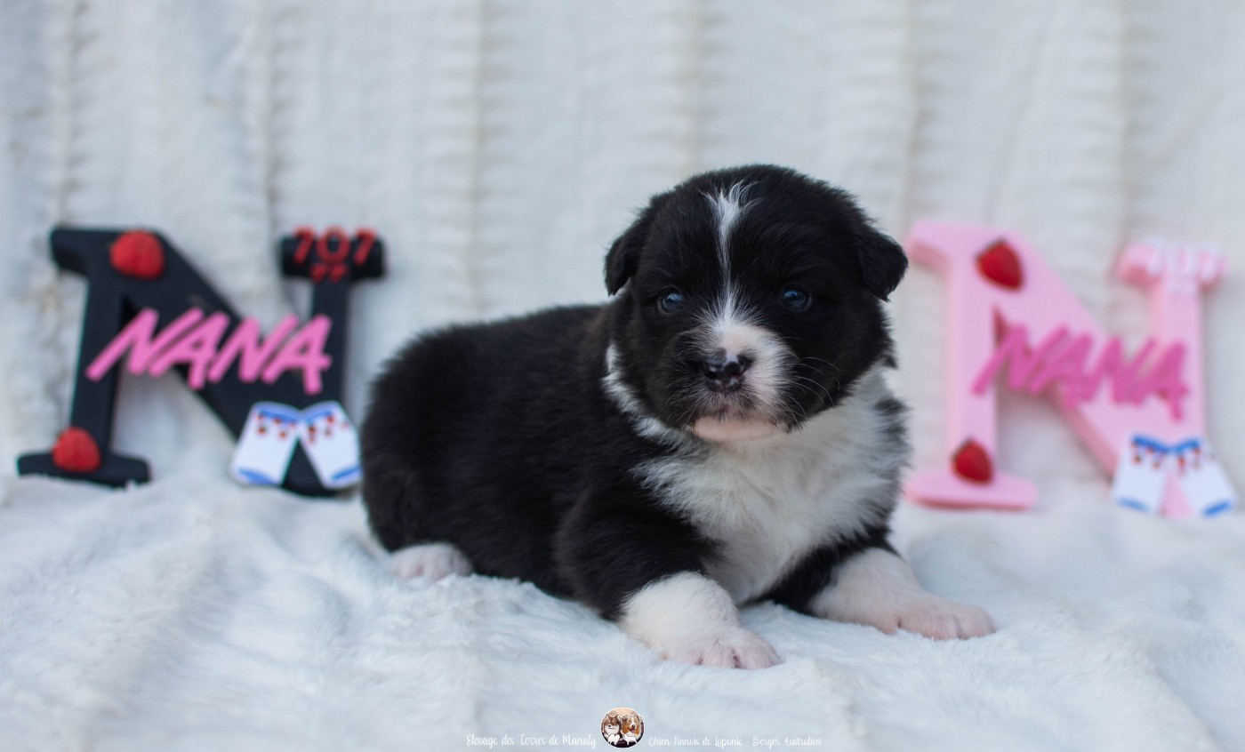 Des Terres De Manaly - Chiots disponibles - Berger Australien
