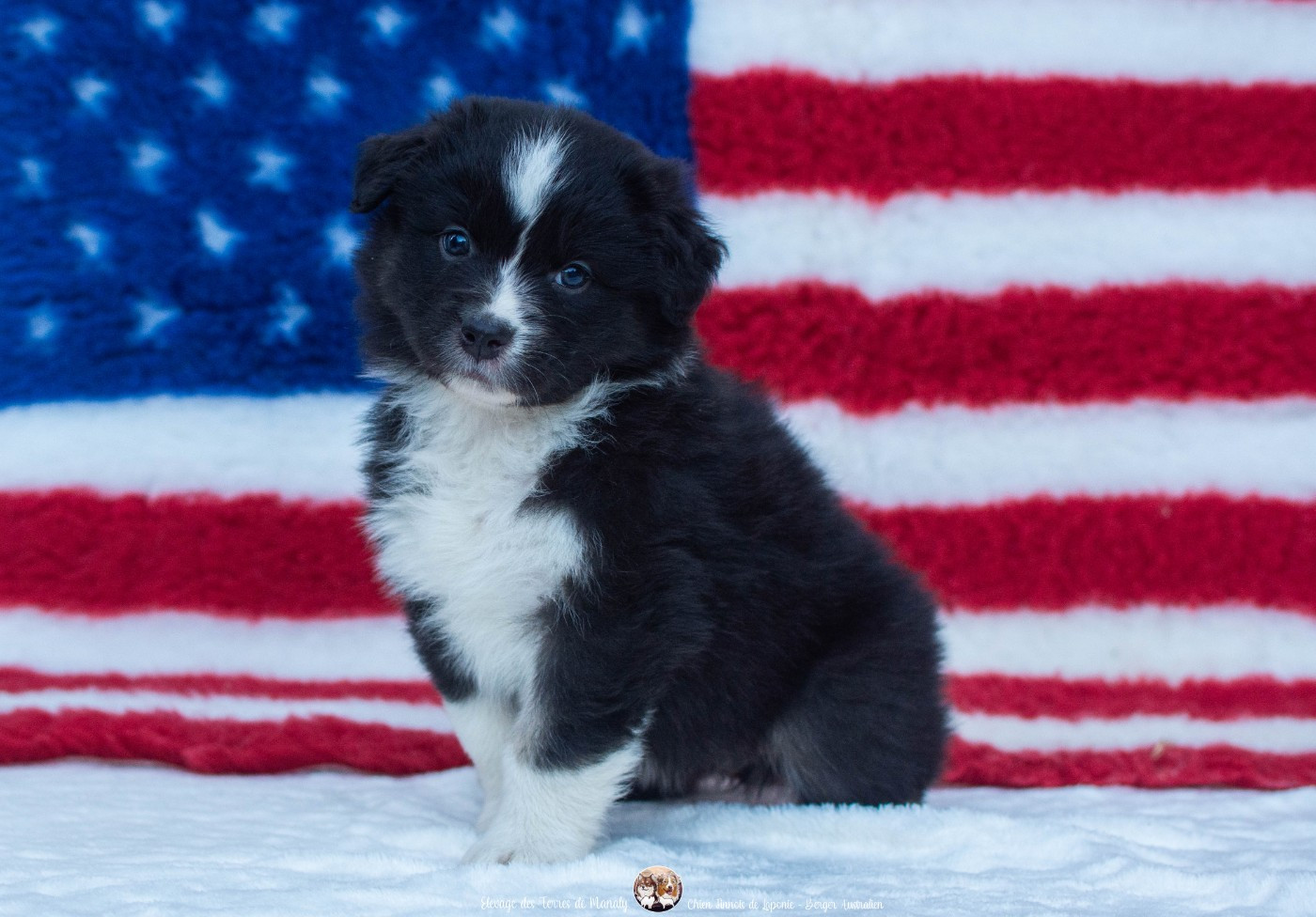 Des Terres De Manaly - Chiots disponibles - Berger Australien