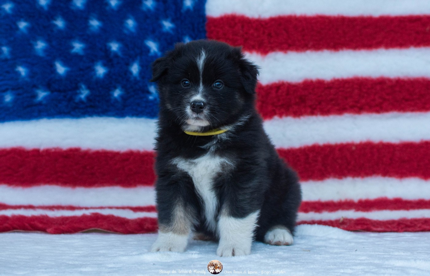Des Terres De Manaly - Chiots disponibles - Berger Australien