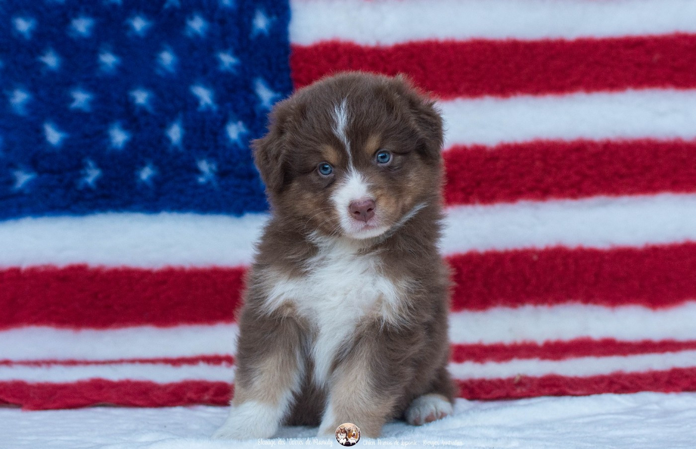 Des Terres De Manaly - Chiots disponibles - Berger Australien
