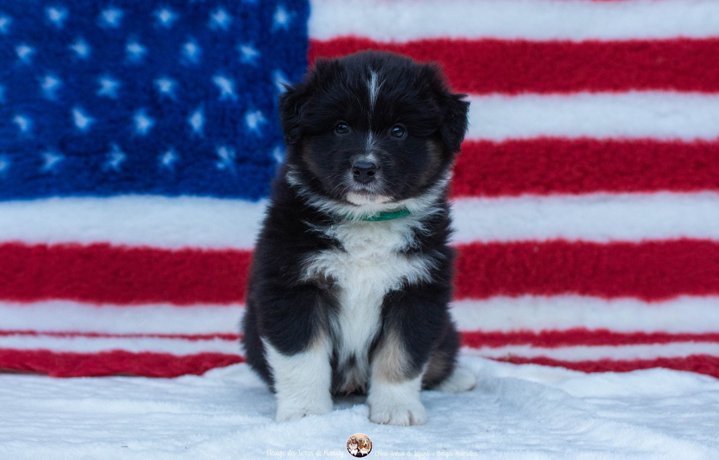 Des Terres De Manaly - Chiots disponibles - Berger Australien