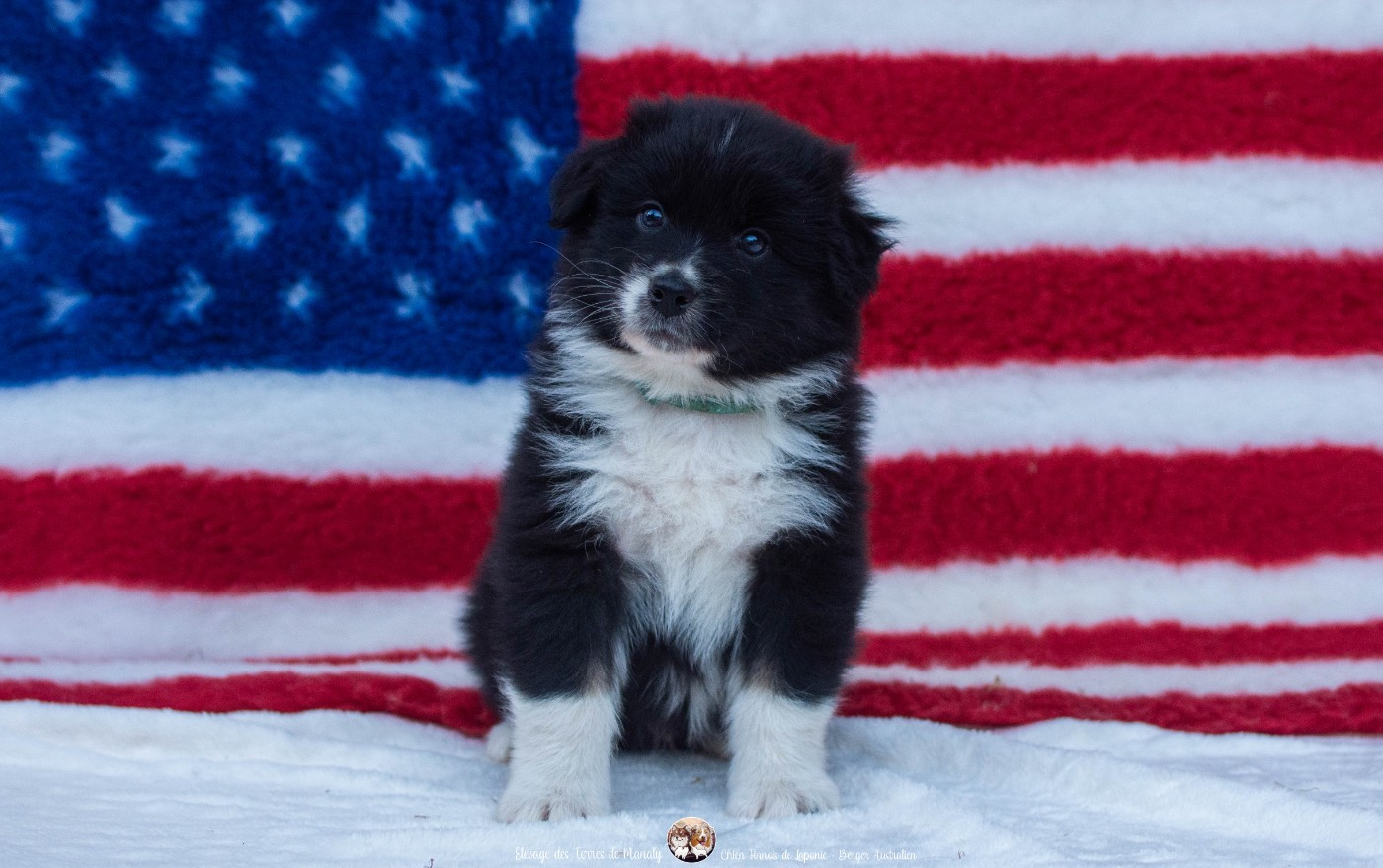 Des Terres De Manaly - Chiots disponibles - Berger Australien