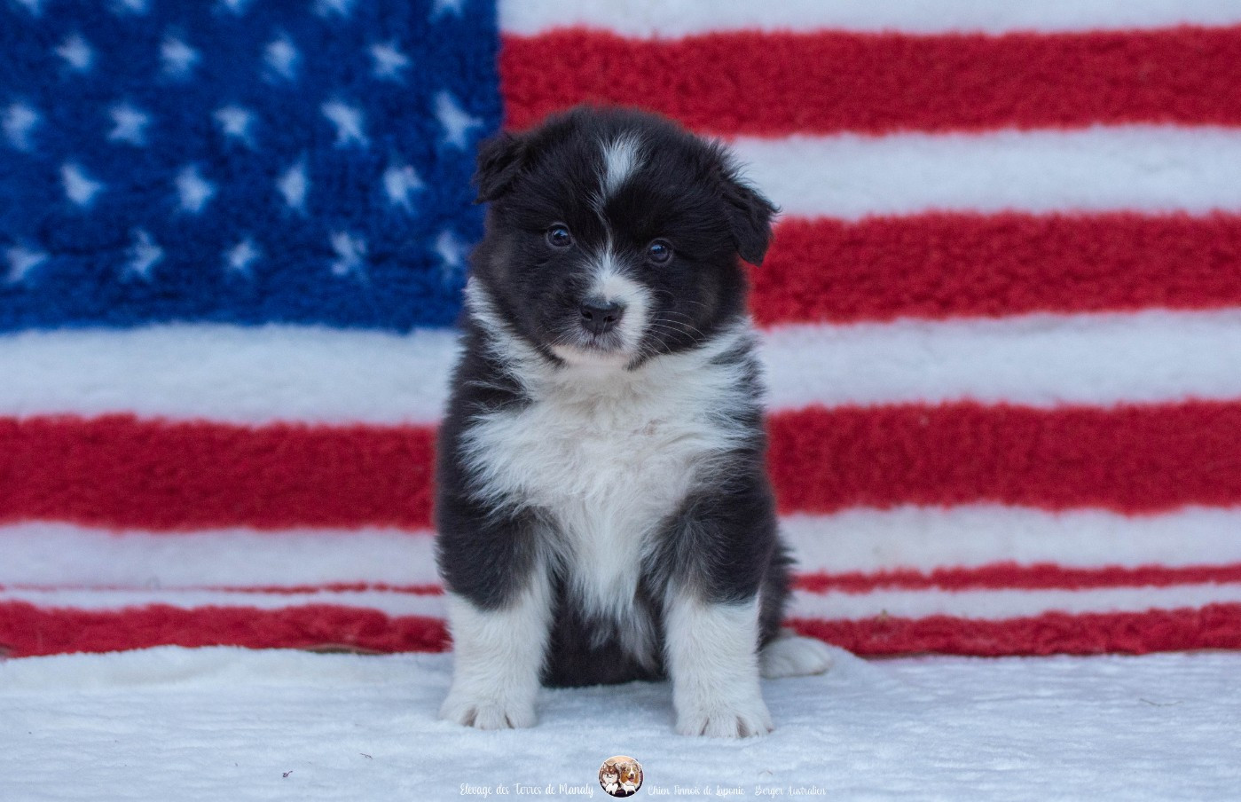 Des Terres De Manaly - Chiots disponibles - Berger Australien