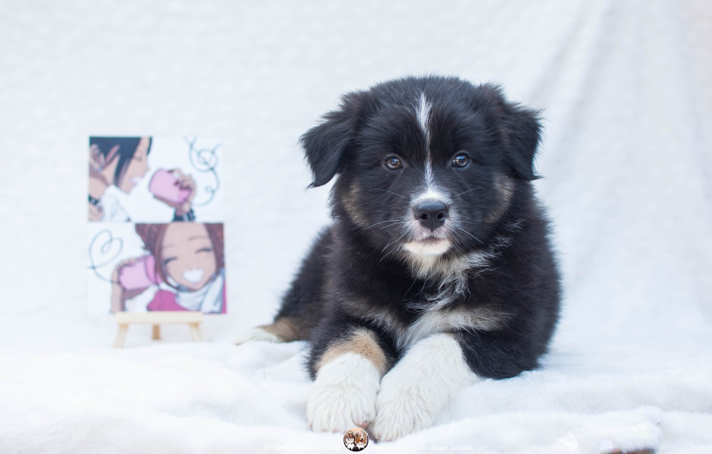 Des Terres De Manaly - Chiots disponibles - Berger Australien