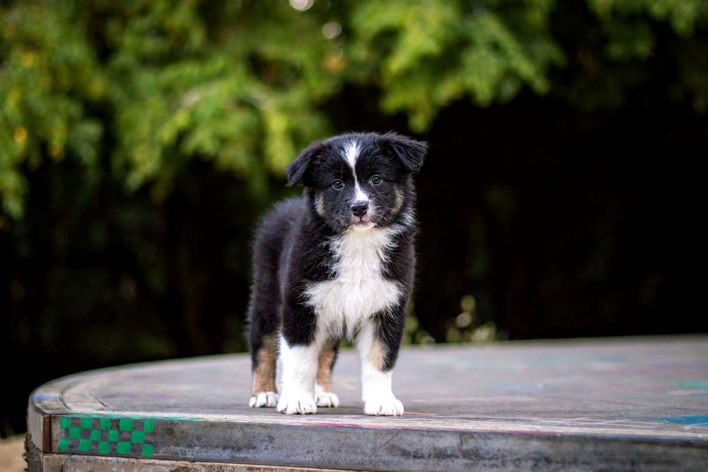 Des Terres De Manaly - Chiots disponibles - Berger Australien