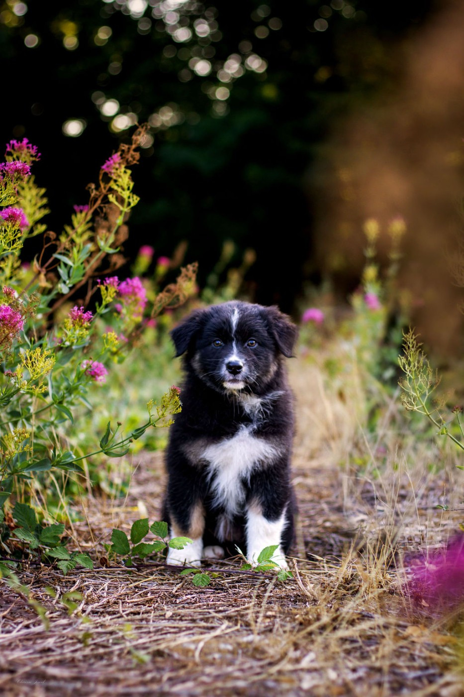 Des Terres De Manaly - Chiots disponibles - Berger Australien
