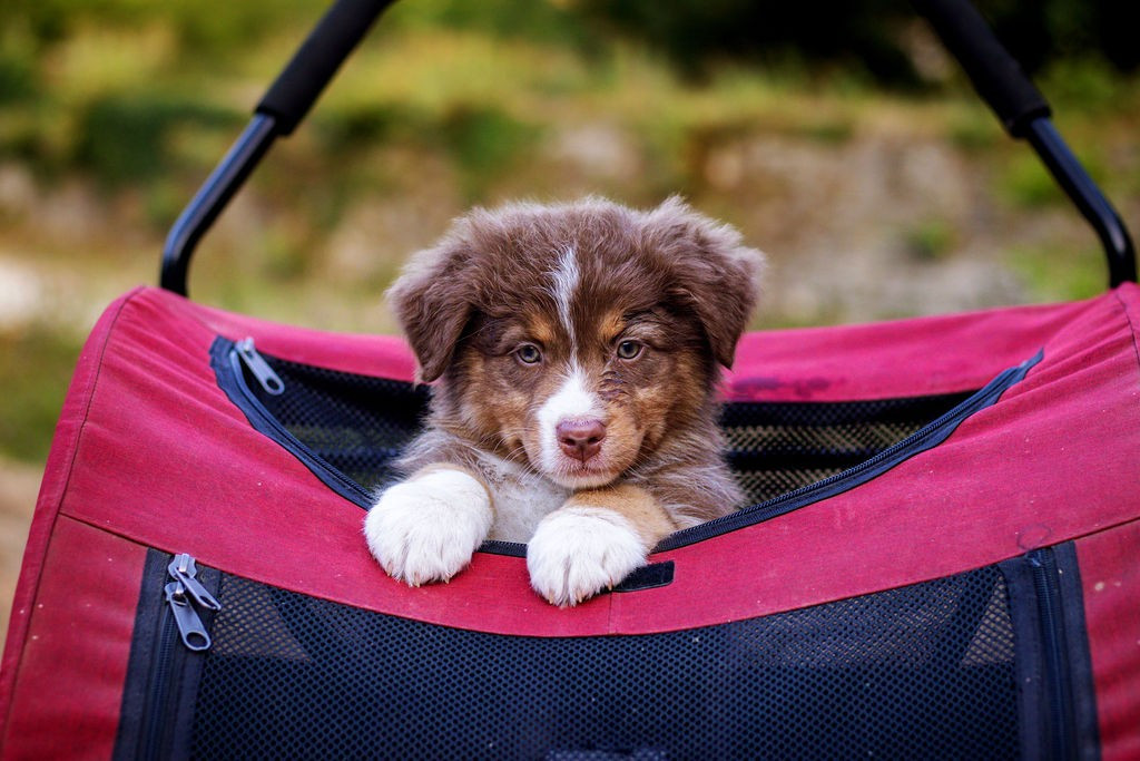 Des Terres De Manaly - Chiots disponibles - Berger Australien