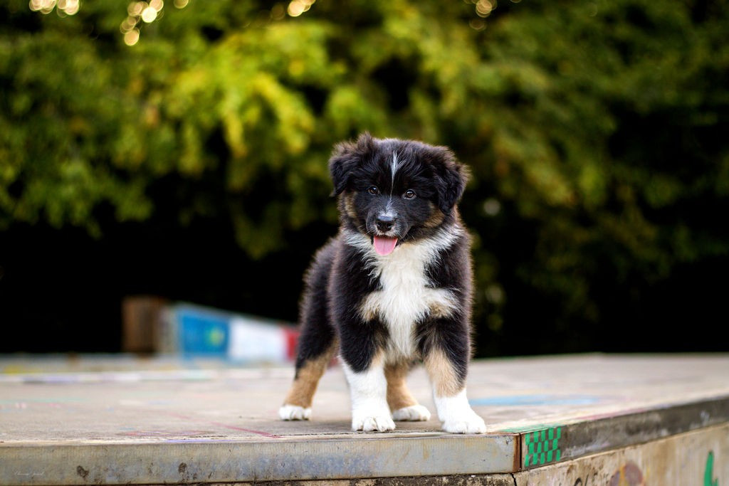 Des Terres De Manaly - Chiots disponibles - Berger Australien