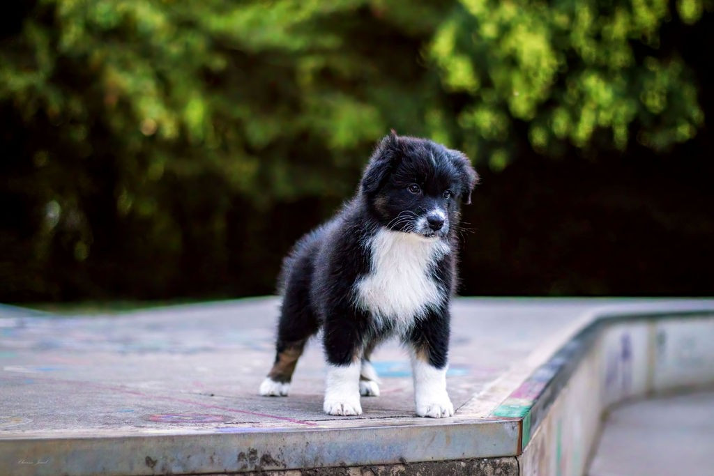 Des Terres De Manaly - Chiots disponibles - Berger Australien