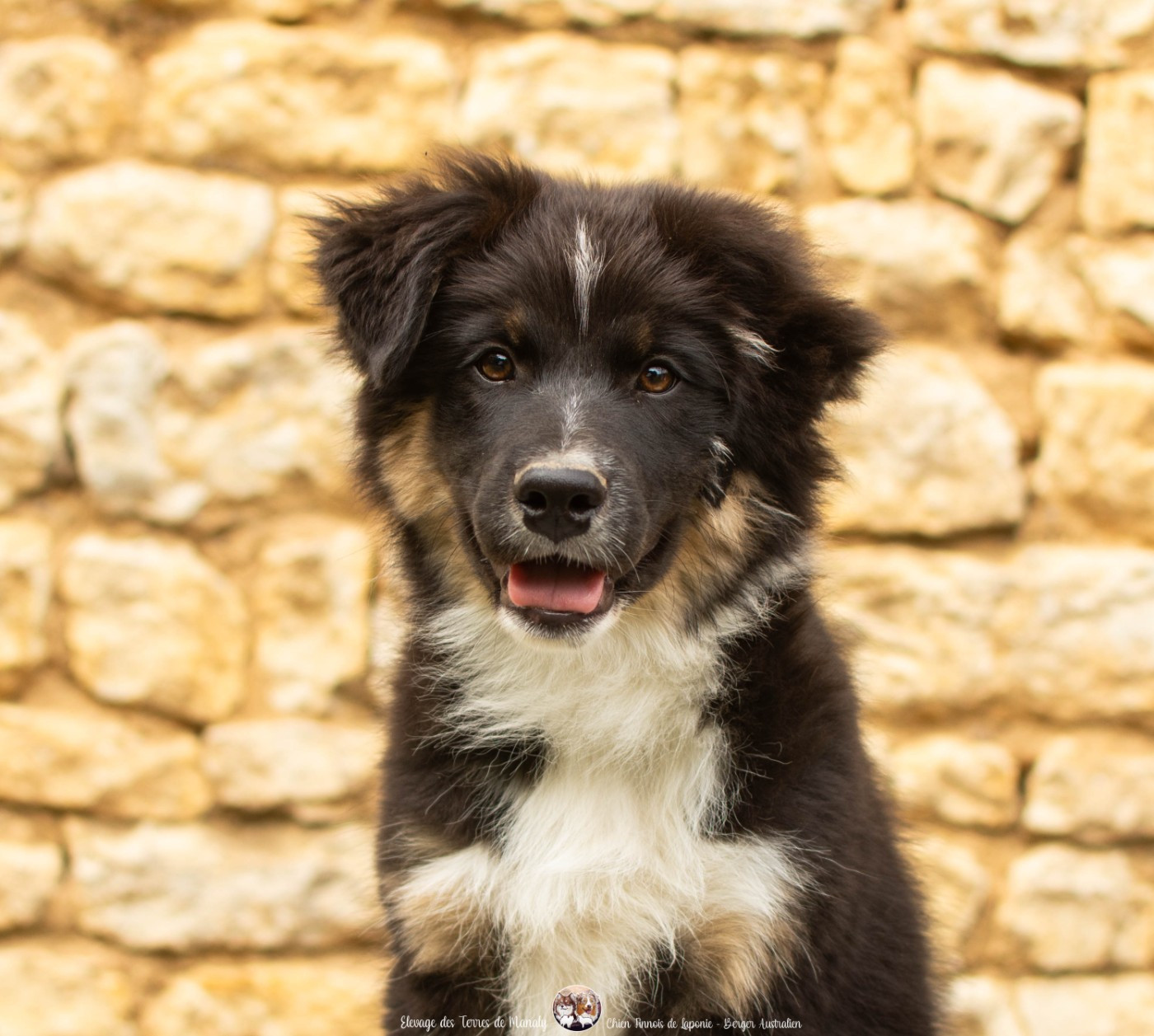 Des Terres De Manaly - Chiots disponibles - Berger Australien