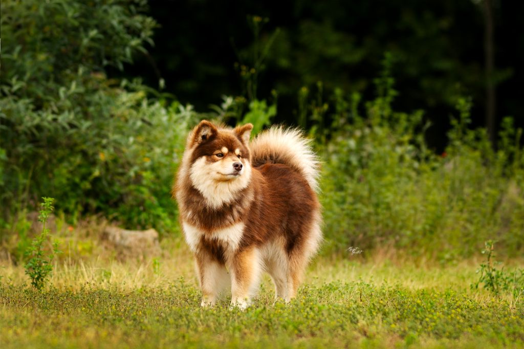 Des Terres De Manaly - Chiots disponibles - Chien finnois de Laponie