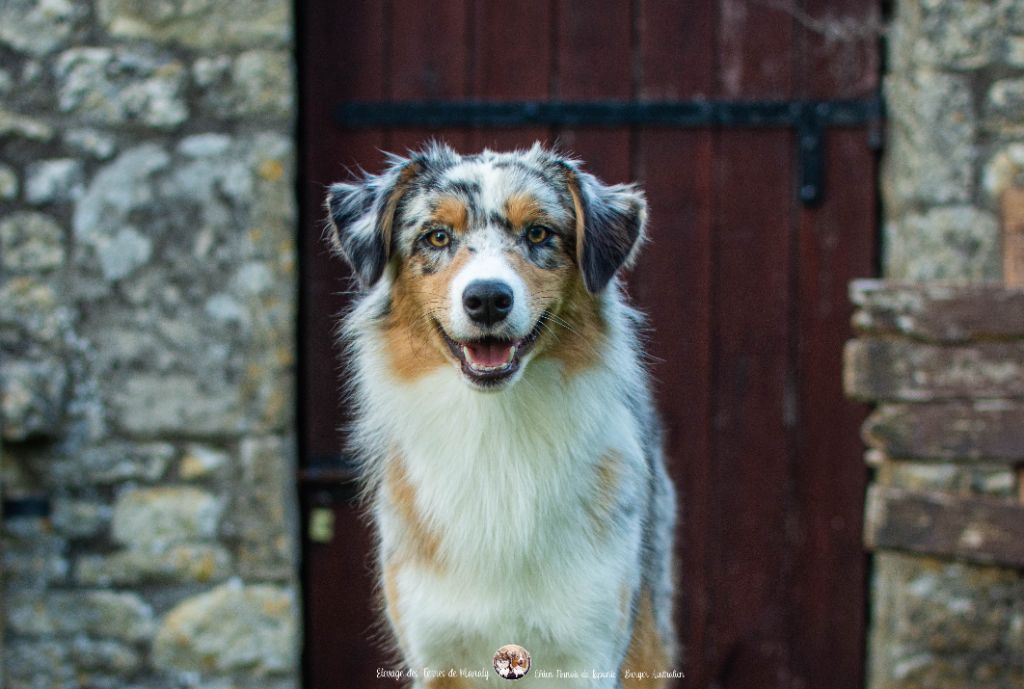 Des Terres De Manaly - Chiots disponibles - Berger Australien