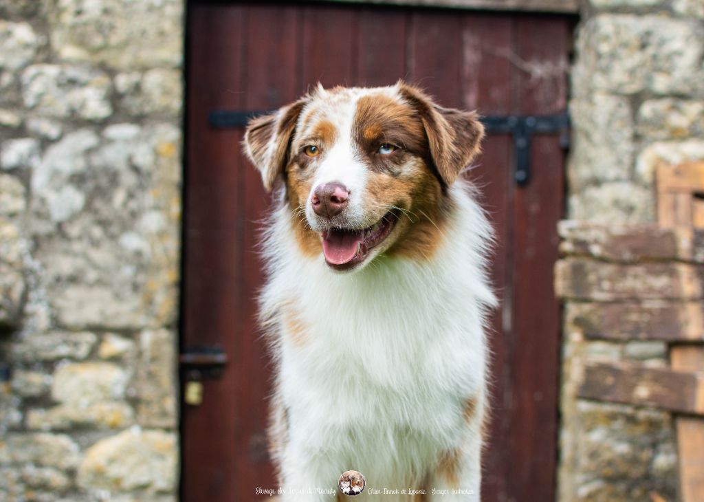 Des Terres De Manaly - Chiots disponibles - Berger Australien