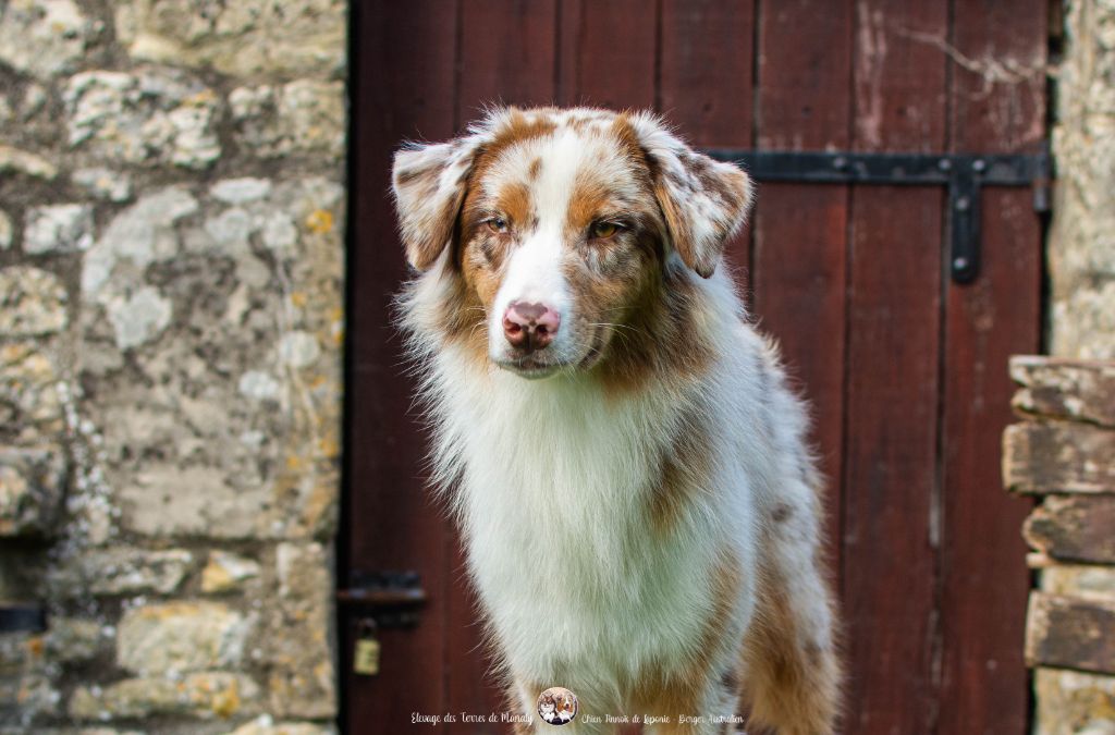 Des Terres De Manaly - Chiots disponibles - Berger Australien